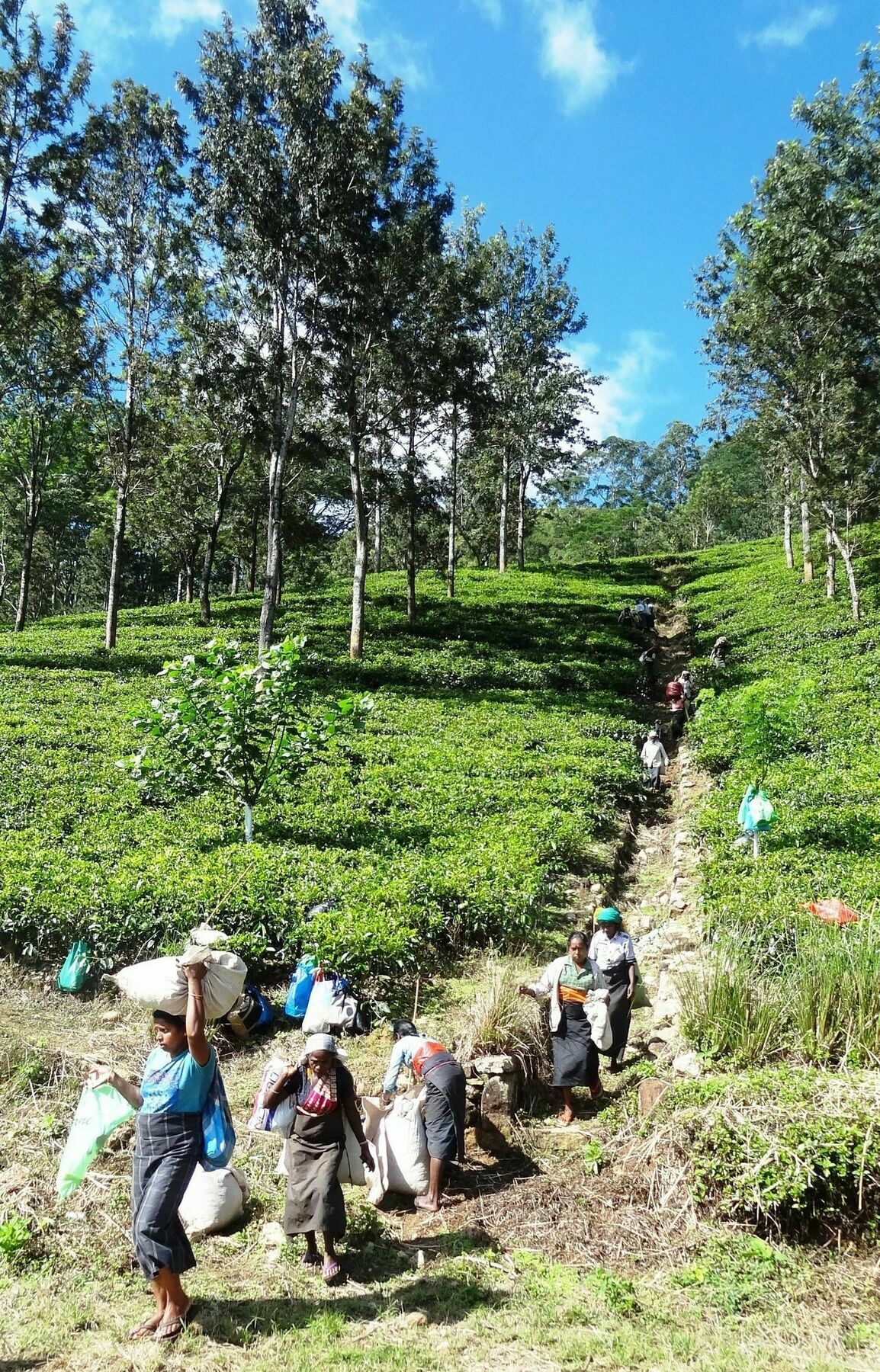 Strathisla Tea Estate Bungalow Matale Exterior foto